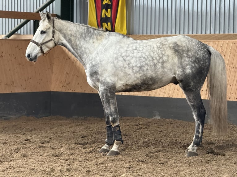 Hannoveraan Ruin 7 Jaar 182 cm Appelschimmel in Deinstedt