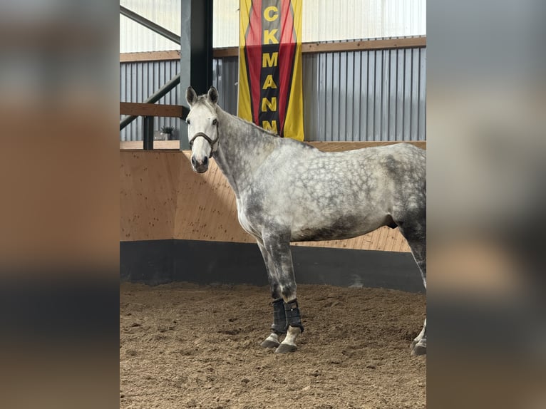 Hannoveraan Ruin 7 Jaar 182 cm Appelschimmel in Deinstedt