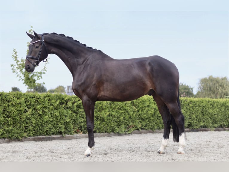 Hannoveraan Ruin 7 Jaar 184 cm Donkerbruin in Tiddische