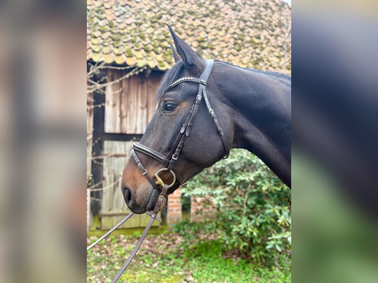 Hannoveraan Ruin 7 Jaar 185 cm Donkerbruin in Neustadt am Rübenberge