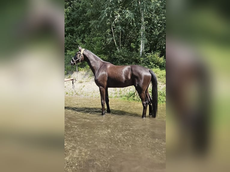 Hannoveraan Ruin 7 Jaar 186 cm Zwart in Eurasburg