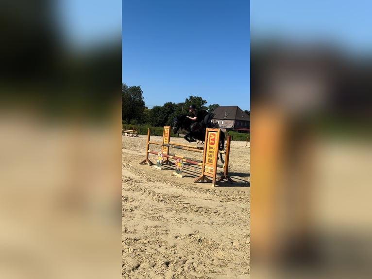 Hannoveraan Ruin 8 Jaar 160 cm Donkerbruin in Kaarst