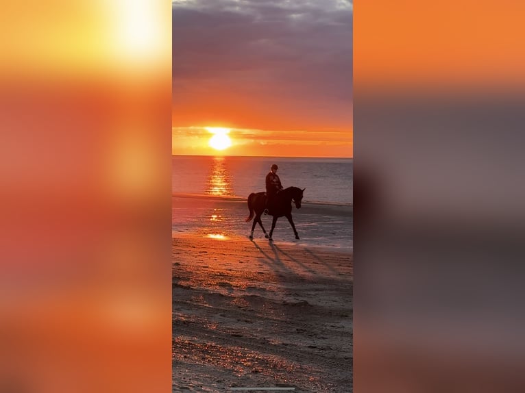 Hannoveraan Ruin 8 Jaar 160 cm Donkerbruin in Kaarst