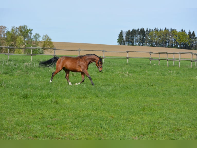 Hannoveraan Ruin 8 Jaar 162 cm Bruin in Mittelstetten