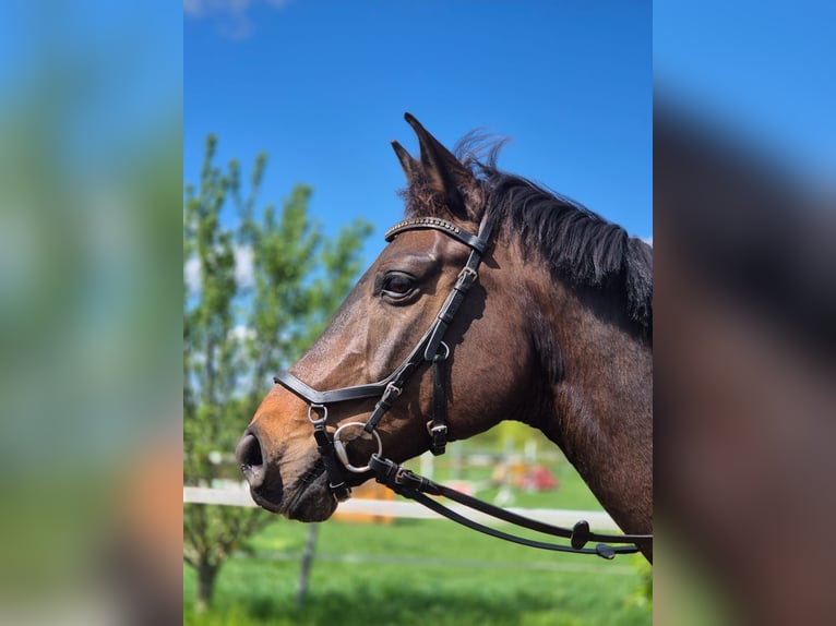 Hannoveraan Ruin 8 Jaar 163 cm Bruin in Darmstadt