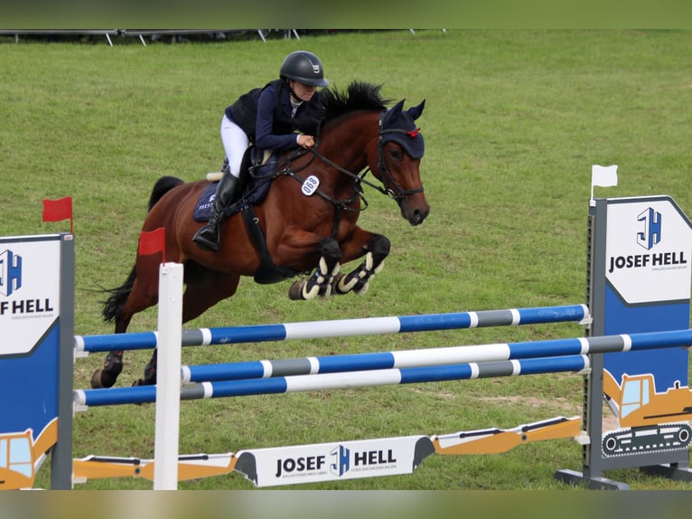 Hannoveraan Ruin 8 Jaar 163 cm Bruin in Arnstein