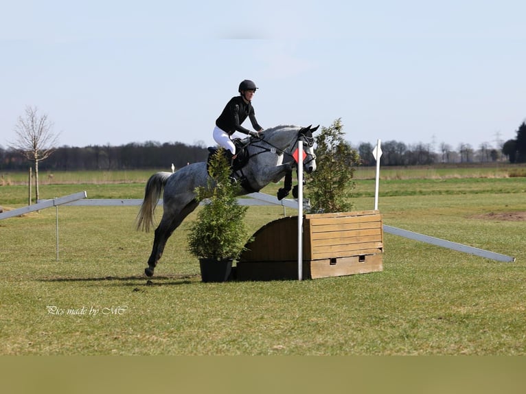 Hannoveraan Ruin 8 Jaar 164 cm Appelschimmel in Syke