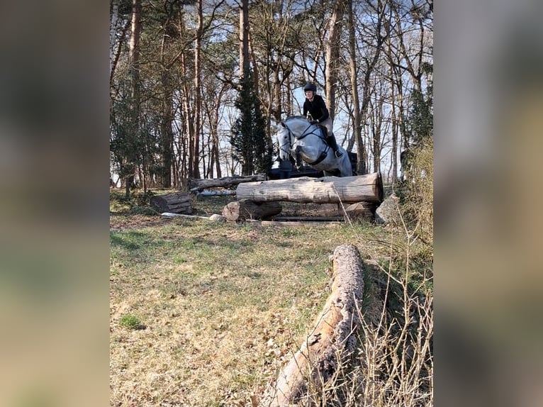 Hannoveraan Ruin 8 Jaar 164 cm Appelschimmel in Syke