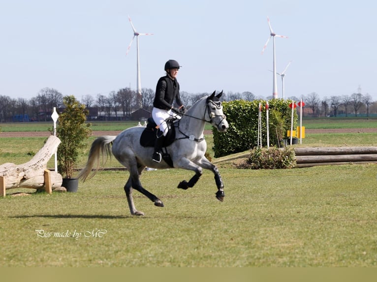 Hannoveraan Ruin 8 Jaar 164 cm Appelschimmel in Syke