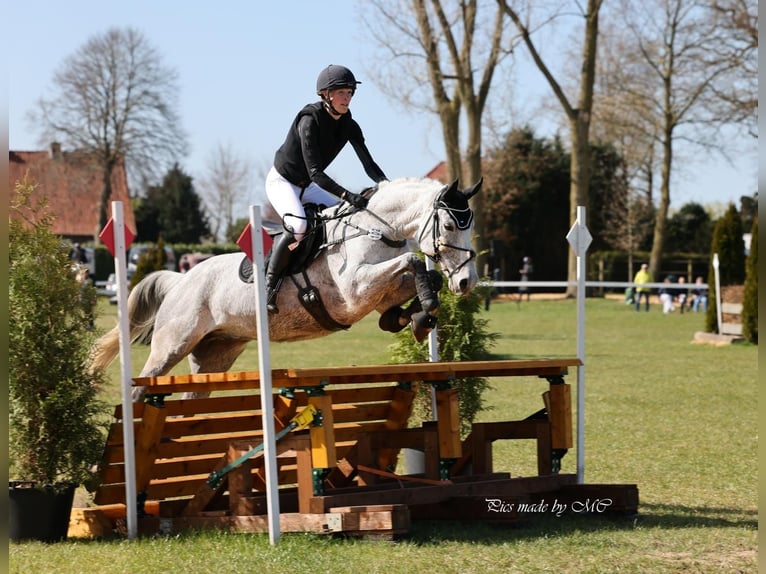 Hannoveraan Ruin 8 Jaar 164 cm Appelschimmel in Syke