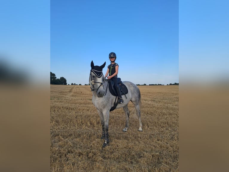 Hannoveraan Ruin 8 Jaar 164 cm Appelschimmel in Syke