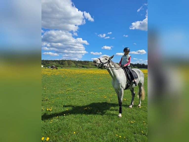 Hannoveraan Ruin 8 Jaar 164 cm Appelschimmel in Syke