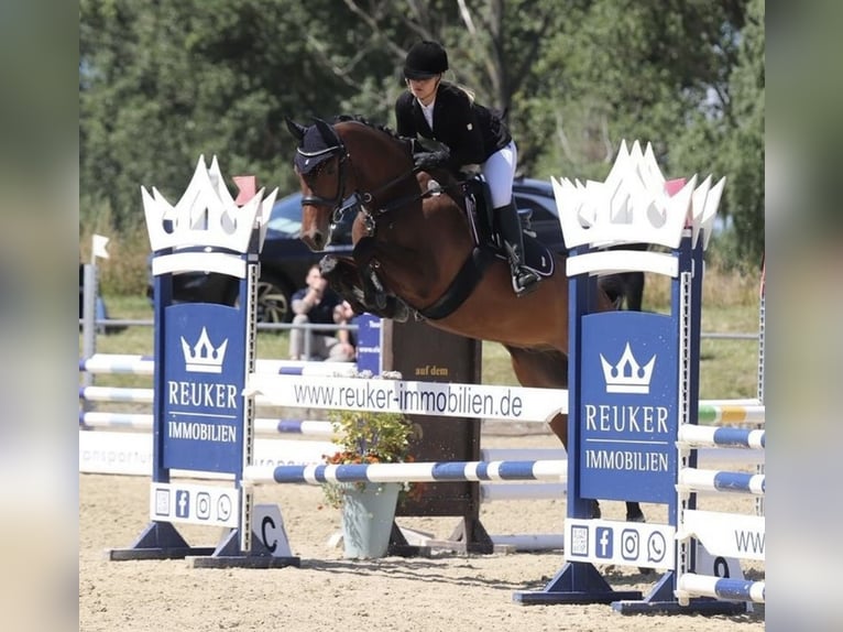 Hannoveraan Ruin 8 Jaar 164 cm Bruin in Braunschweig