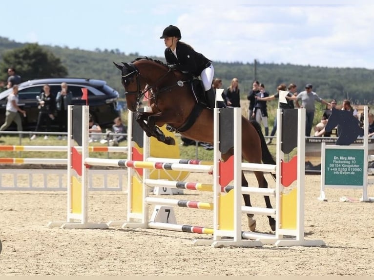 Hannoveraan Ruin 8 Jaar 164 cm Bruin in Braunschweig