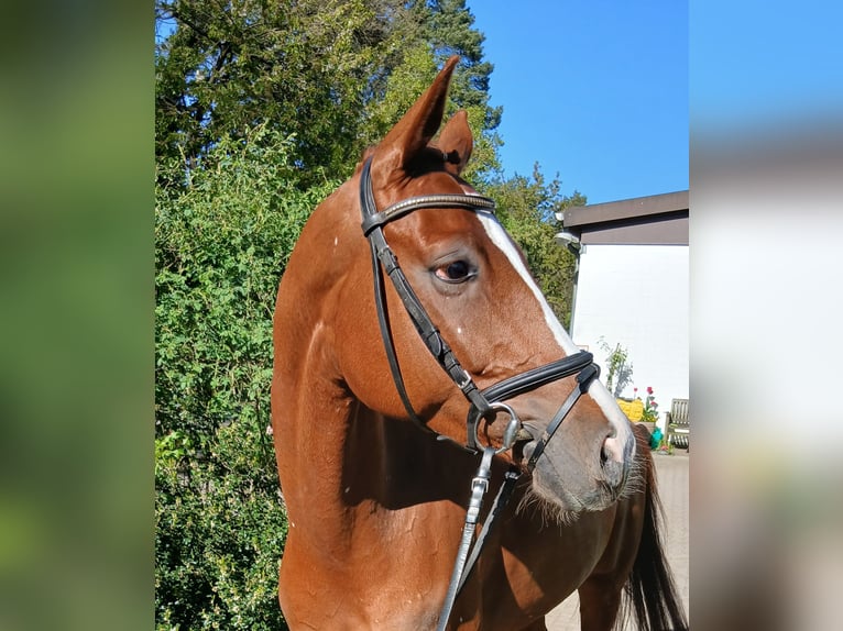 Hannoveraan Ruin 8 Jaar 164 cm Vos in Kirchdorf