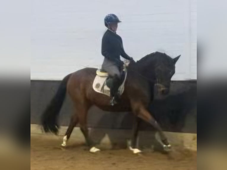 Hannoveraan Ruin 8 Jaar 165 cm Bruin in Hopsten