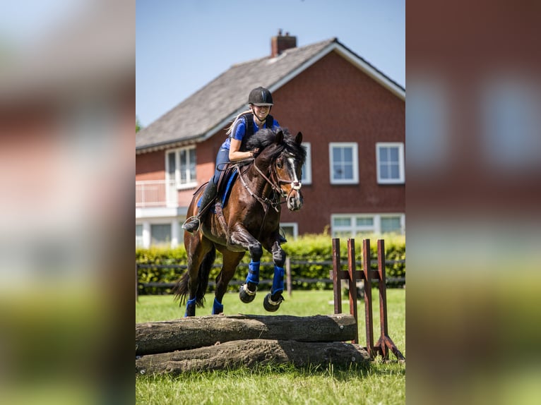 Hannoveraan Ruin 8 Jaar 165 cm Donkerbruin in Westervoort