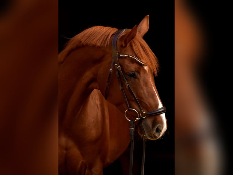 Hannoveraan Ruin 8 Jaar 165 cm Donkere-vos in Deining