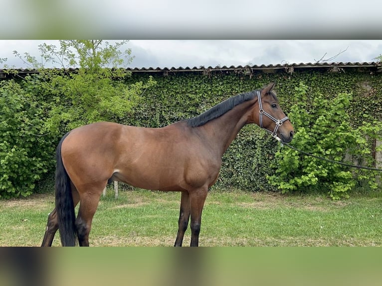 Hannoveraan Ruin 8 Jaar 166 cm Bruin in Fredenbeck