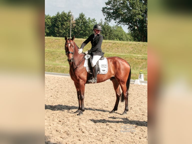 Hannoveraan Ruin 8 Jaar 166 cm Bruin in Fredenbeck