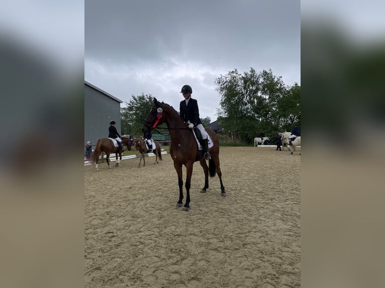 Hannoveraan Ruin 8 Jaar 166 cm Bruin in Fredenbeck