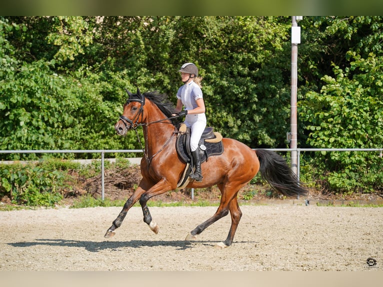 Hannoveraan Ruin 8 Jaar 166 cm Bruin in Offingen