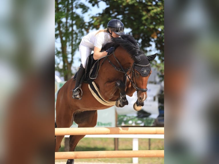 Hannoveraan Ruin 8 Jaar 166 cm Bruin in Offingen