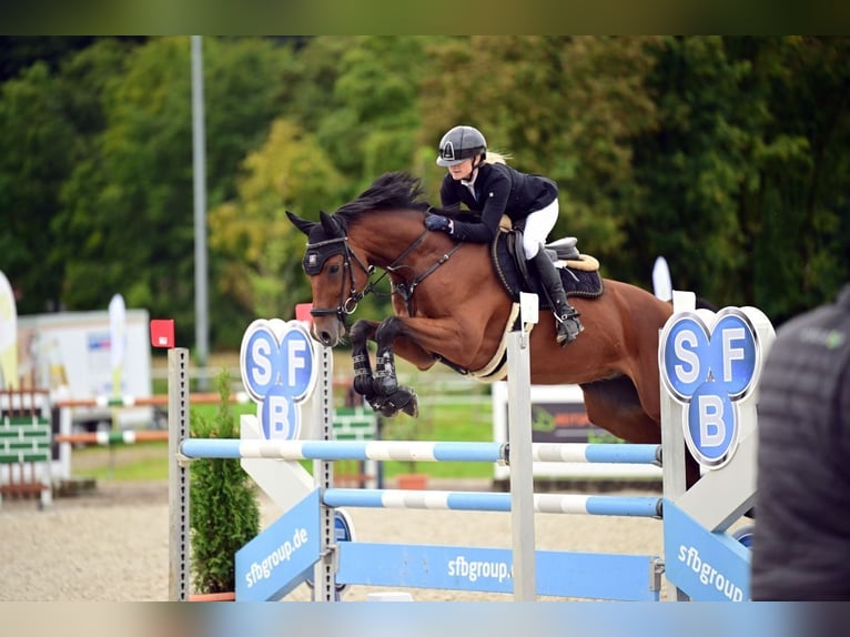 Hannoveraan Ruin 8 Jaar 166 cm Bruin in Offingen