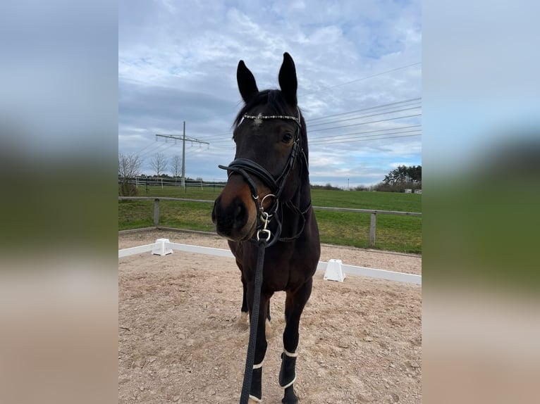 Hannoveraan Ruin 8 Jaar 166 cm Donkerbruin in Lehrberg