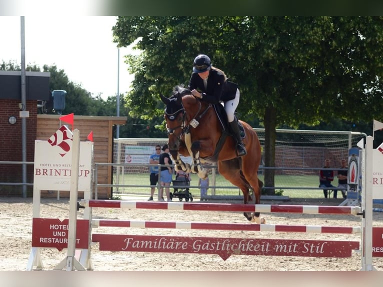 Hannoveraan Ruin 8 Jaar 167 cm Bruin in Waltrop