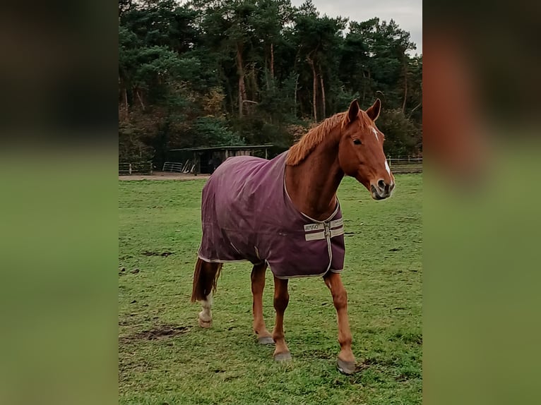 Hannoveraan Ruin 8 Jaar 167 cm Vos in Barenburg
