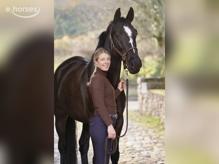 Hannoveraan Ruin 8 Jaar 167 cm Zwart in Eschweiler