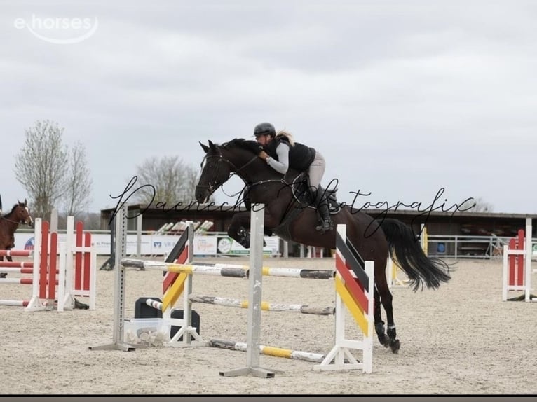 Hannoveraan Ruin 8 Jaar 167 cm Zwart in Eschweiler