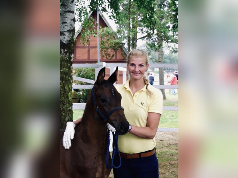 Hannoveraan Ruin 8 Jaar 168 cm Bruin in Bielefeld