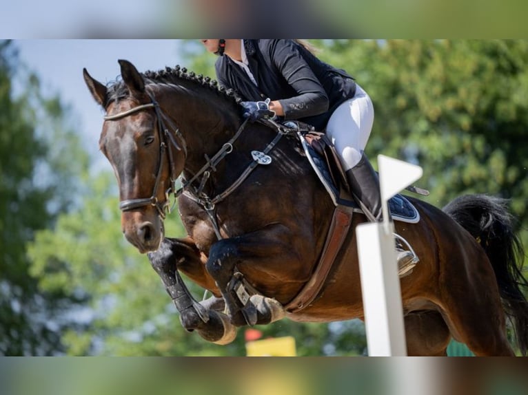 Hannoveraan Ruin 8 Jaar 168 cm Donkerbruin in Bad Homburg vor der HöheBad Homburg