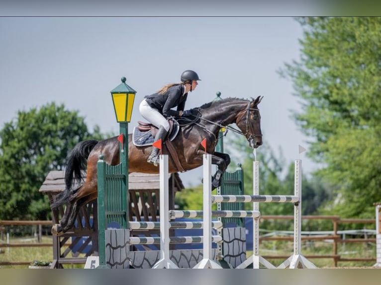 Hannoveraan Ruin 8 Jaar 168 cm Donkerbruin in Bad Homburg vor der HöheBad Homburg