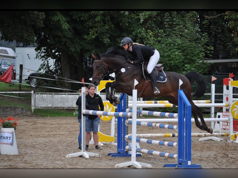 Hannoveraan Ruin 8 Jaar 168 cm Donkerbruin in Bad Homburg vor der HöheBad Homburg