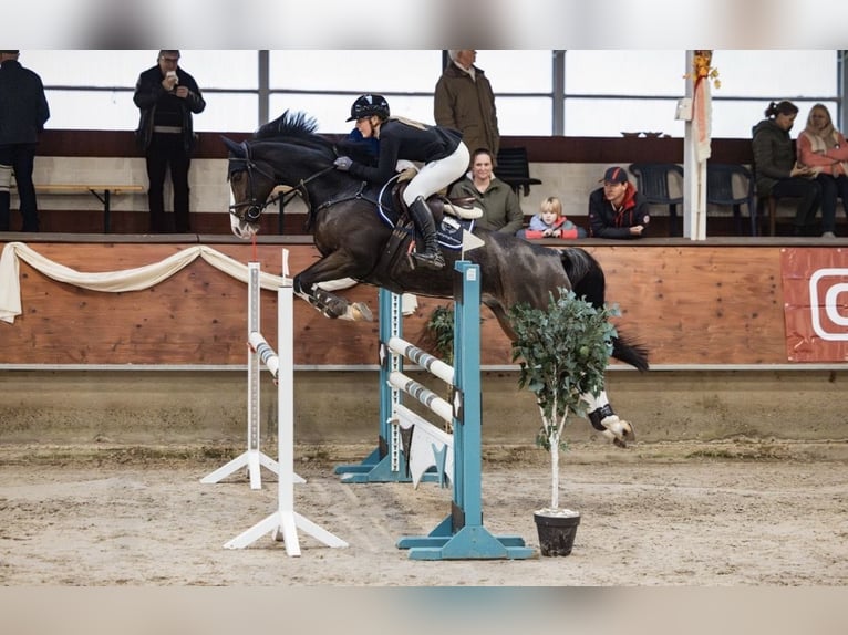 Hannoveraan Ruin 8 Jaar 168 cm in Horstmar