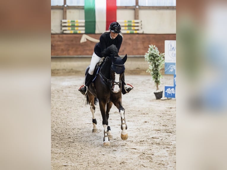 Hannoveraan Ruin 8 Jaar 168 cm in Horstmar