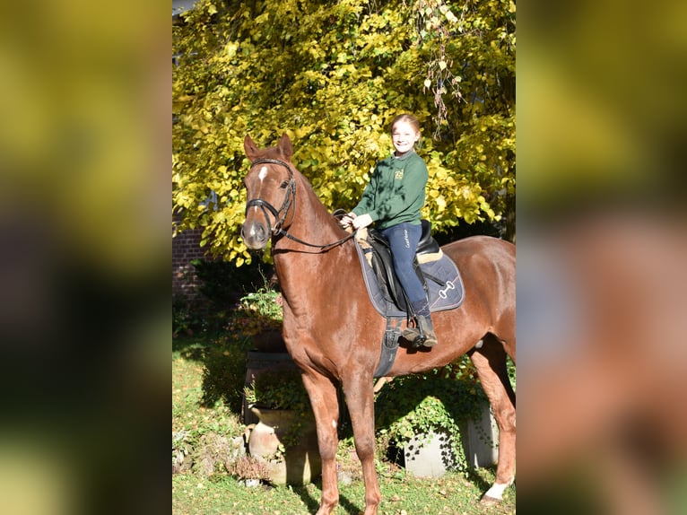 Hannoveraan Ruin 8 Jaar 168 cm Vos in Lüneburg