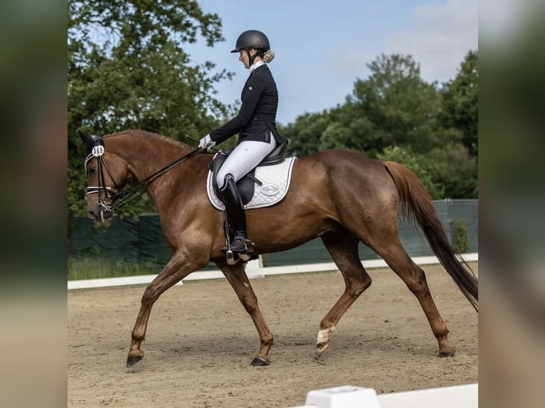 Hannoveraan Ruin 8 Jaar 168 cm Vos in Lüneburg