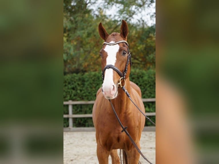 Hannoveraan Ruin 8 Jaar 168 cm Vos in Lohne (Oldenburg)