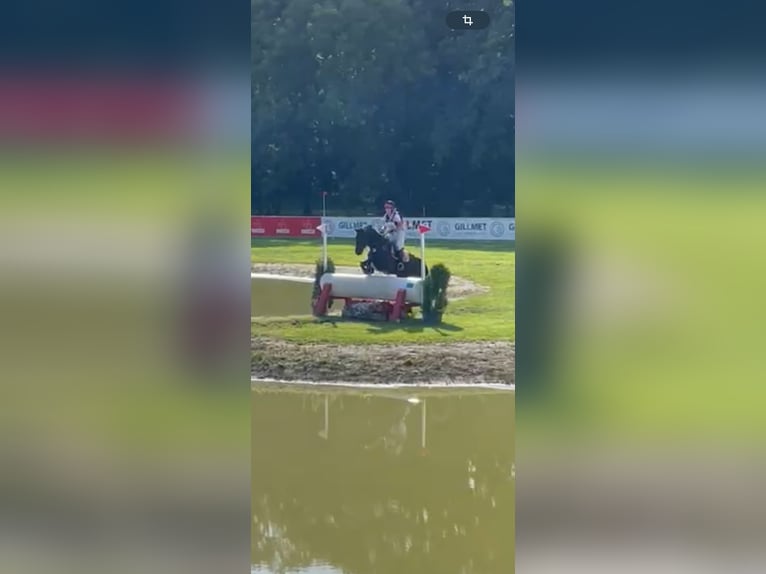 Hannoveraan Ruin 8 Jaar 168 cm Zwart in Lübeck