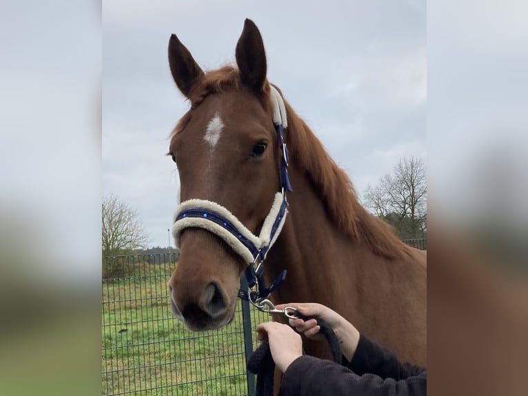 Hannoveraan Ruin 8 Jaar 169 cm Donkere-vos in Sauensiek