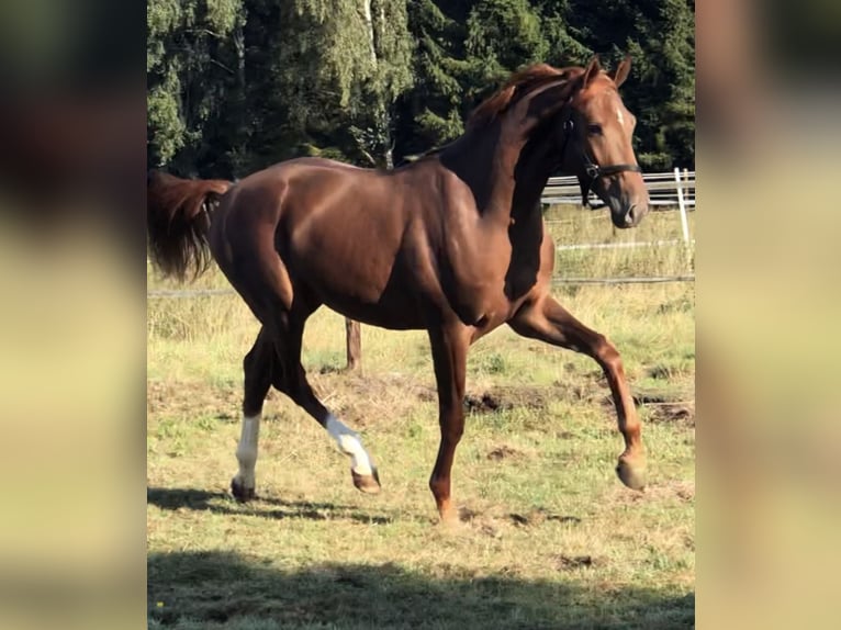 Hannoveraan Ruin 8 Jaar 169 cm Donkere-vos in Sauensiek