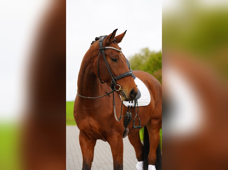 Hannoveraan Ruin 8 Jaar 170 cm Bruin in Rostock