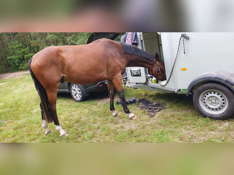 Hannoveraan Ruin 8 Jaar 170 cm Bruin in Nürnberg
