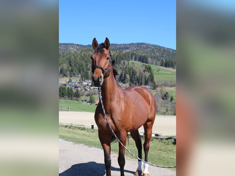 Hannoveraan Ruin 8 Jaar 170 cm Bruin in St. Marein/Feistritz