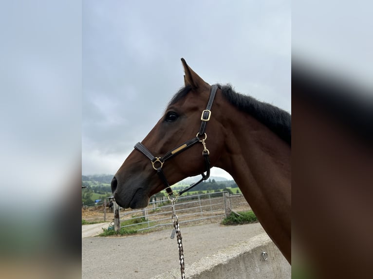 Hannoveraan Ruin 8 Jaar 170 cm Bruin in St. Marein/Feistritz