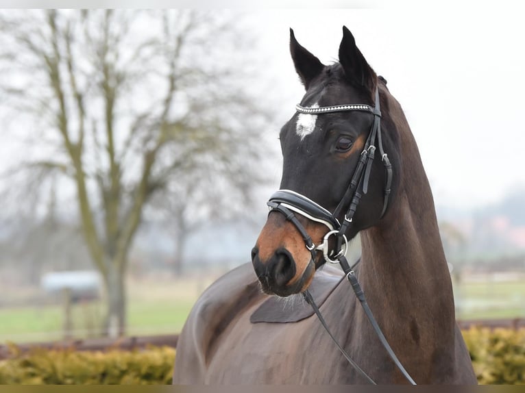 Hannoveraan Ruin 8 Jaar 170 cm Donkerbruin in Tiddische